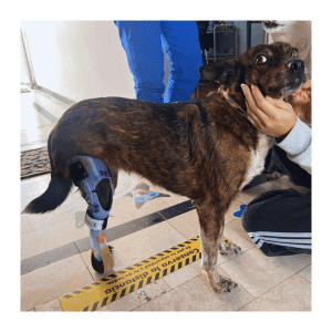 Diseño sin título (2)