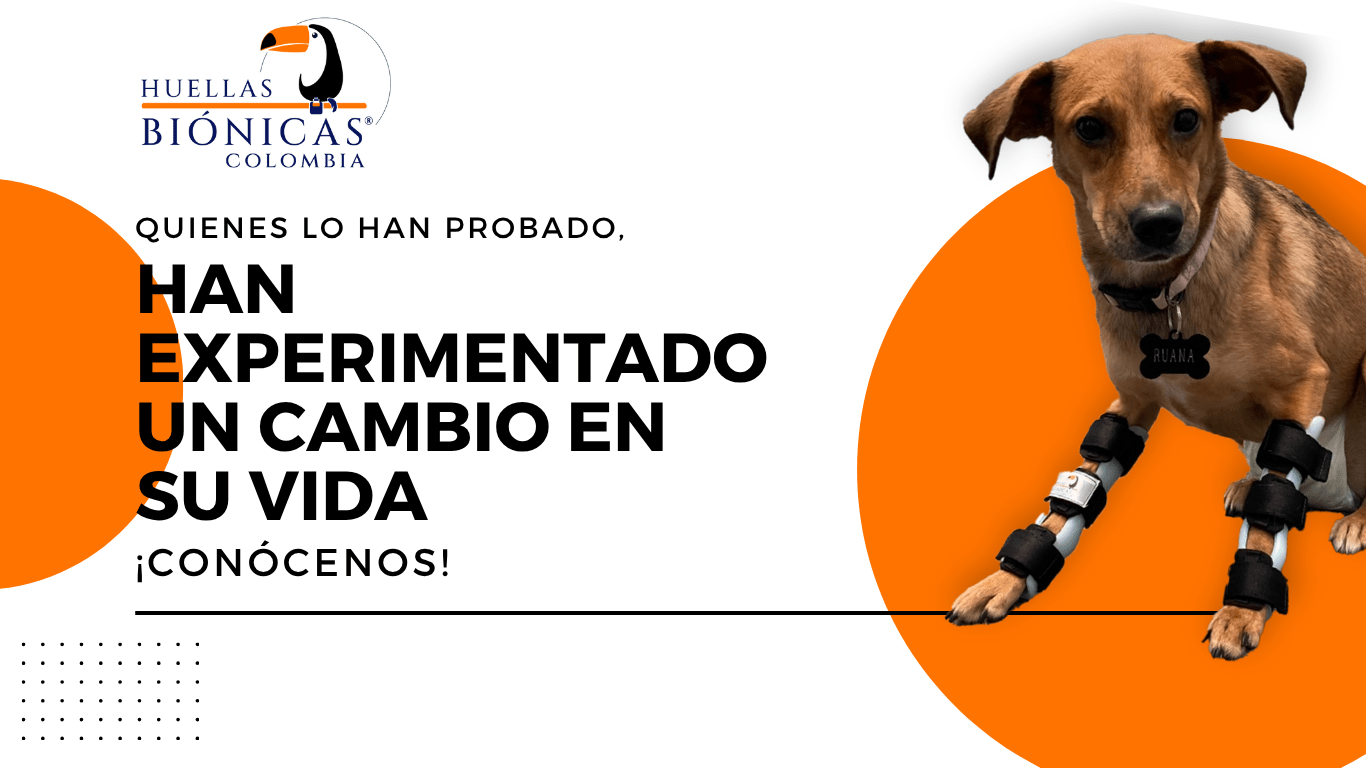 ortesis canina